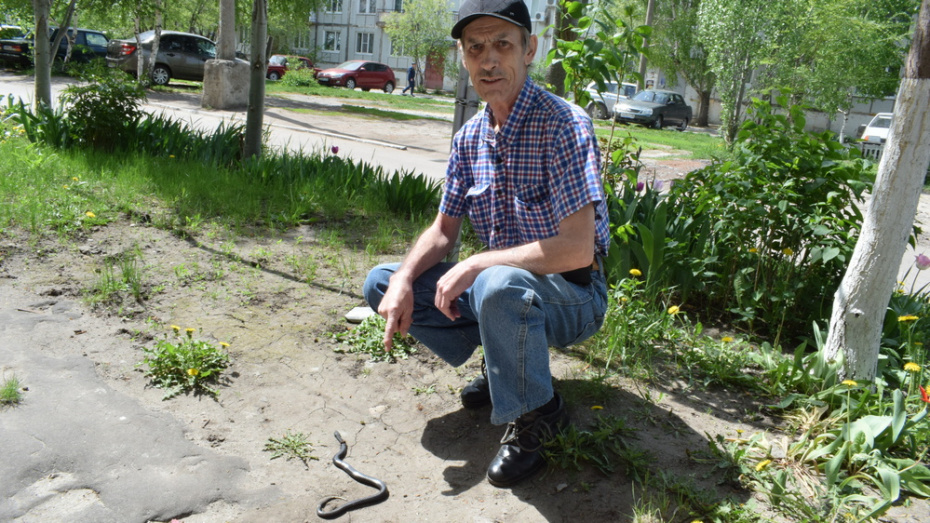 Житель Борисоглебска убил змею около подъезда многоэтажного дома width=360px