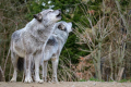В Тамбовской области осталось всего два волка