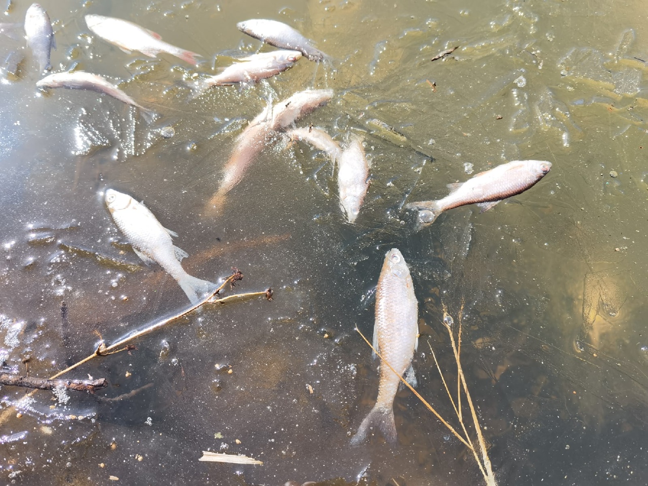 Возле Борисоглебска в реке Ловчик массово погибла рыба width=360px