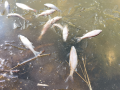 Возле Борисоглебска в реке Ловчик массово погибла рыба