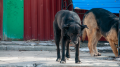 Стая бродячих собак разогнала детей с площадки в Борисоглебске