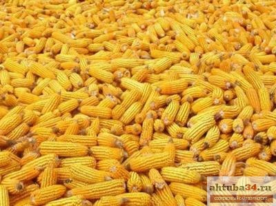 В Урюпинске нашли исчезнувший Камаз с кукурузой width=360px