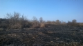 В Новохопёрском районе рыбак чуть не спалил поселок, чтобы избавиться от гадюк