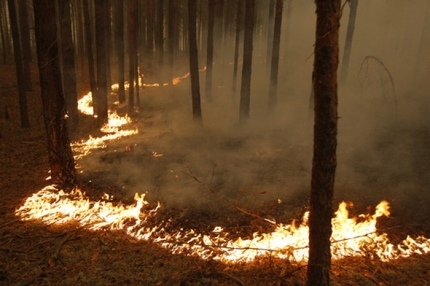 В Борисоглебске продолжается череда умышленных поджогов леса width=360px