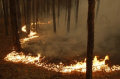 В Борисоглебске продолжается череда умышленных поджогов леса