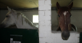 Балашовские и саратовские полицейские раздали лошадей в добрые руки